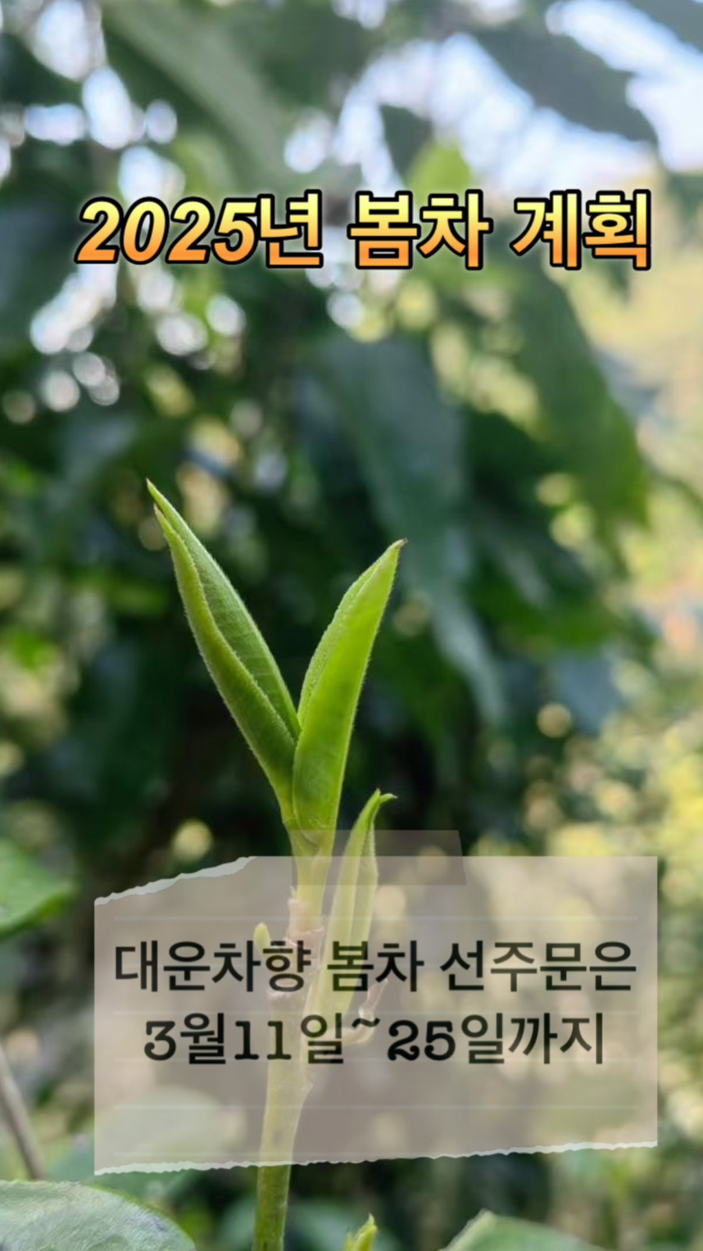 대운차향 이미지