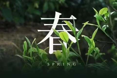차향 이미지