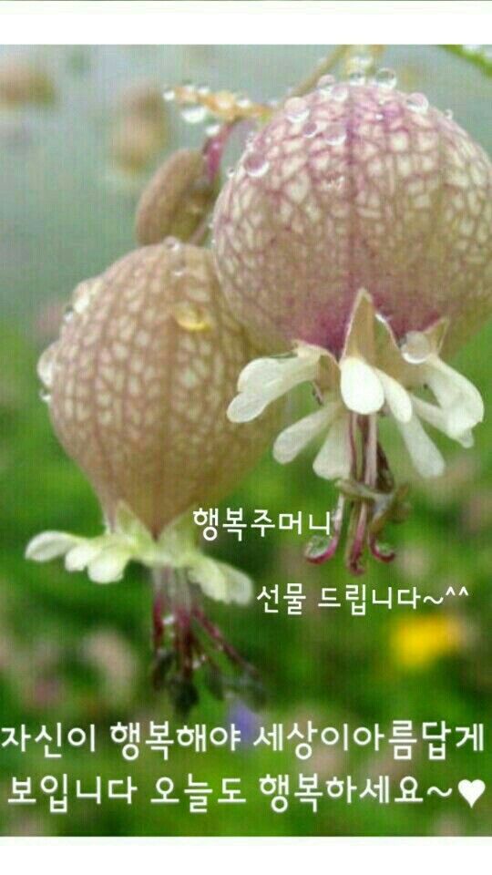 행복 이미지