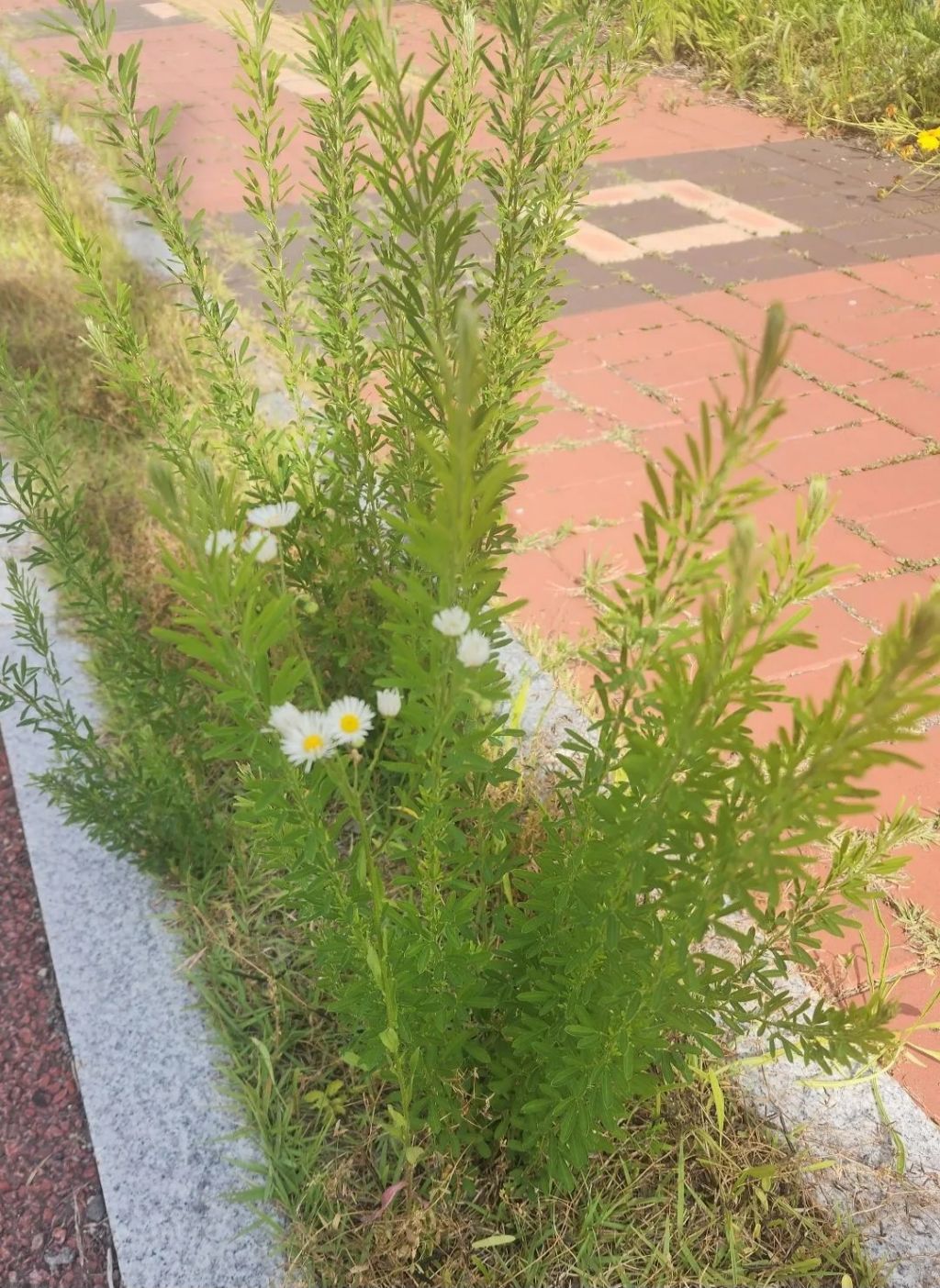 클로르 이미지