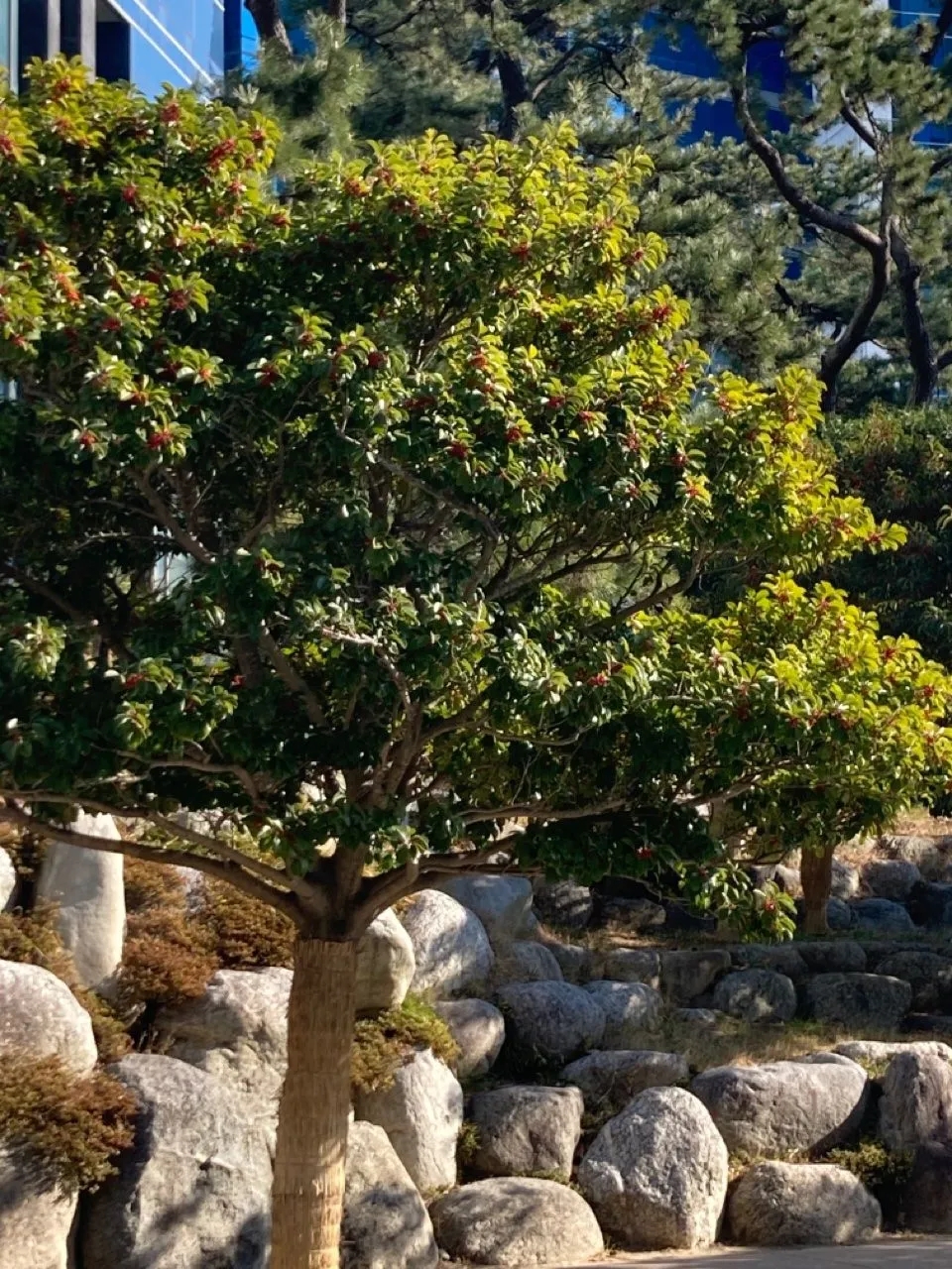 제주도토리 이미지