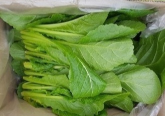 열무 이미지