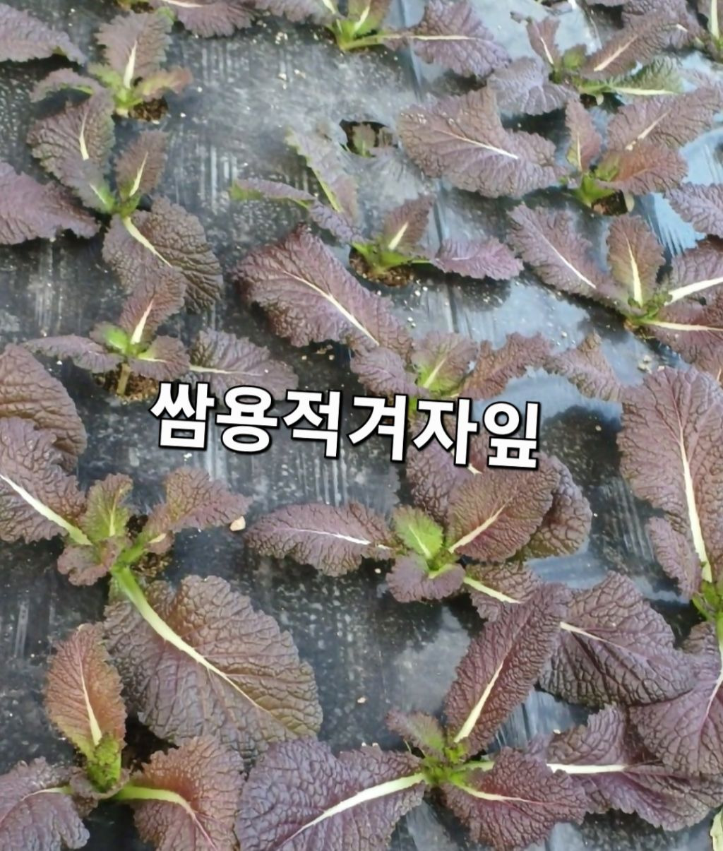 공오이이 이미지