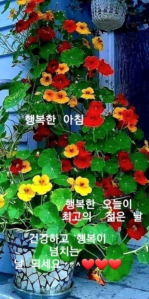 행복한 아침 이미지