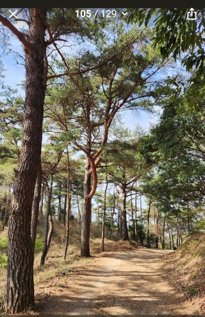 고타야의숲 이미지