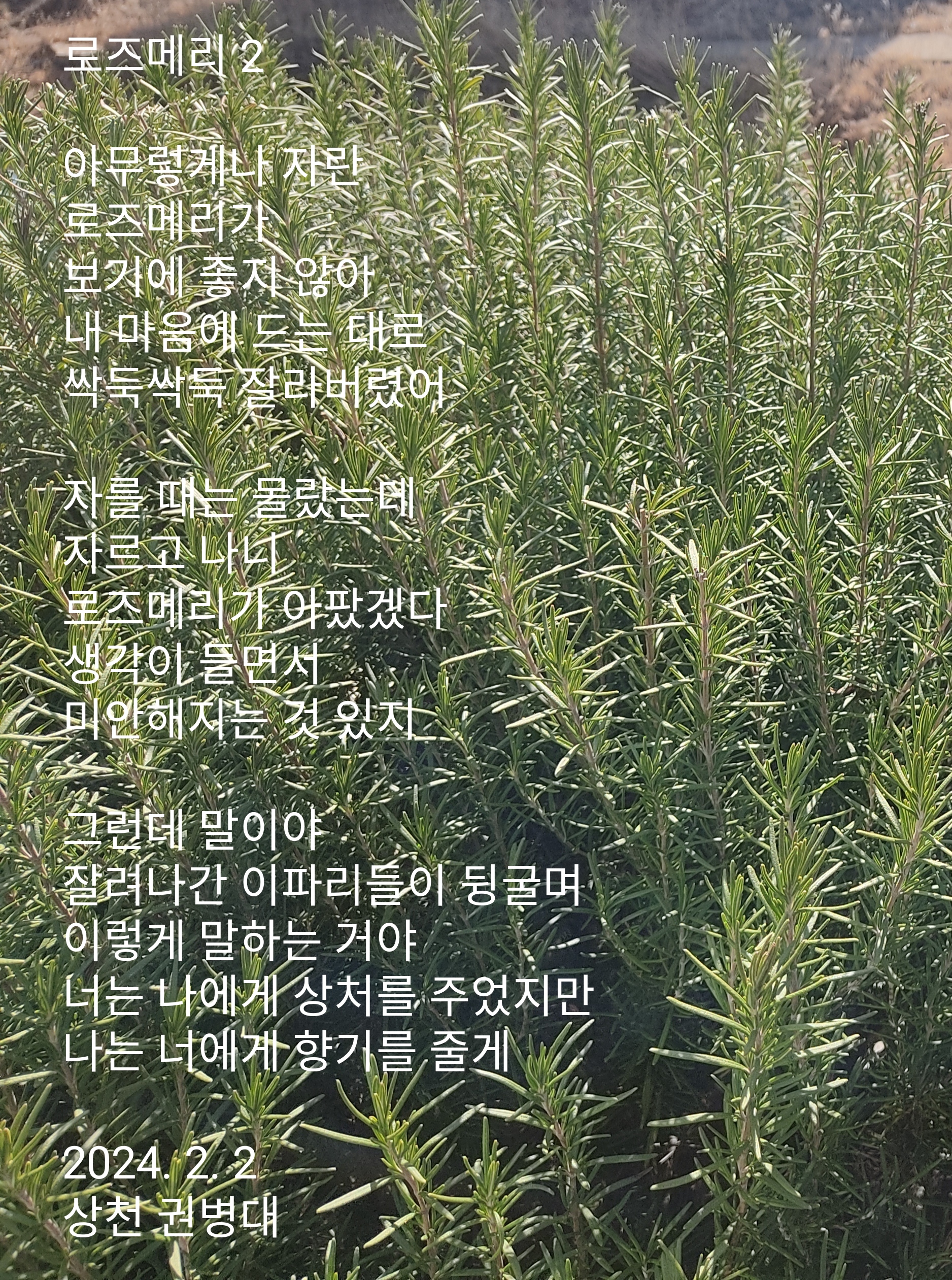 로즈메리 이미지