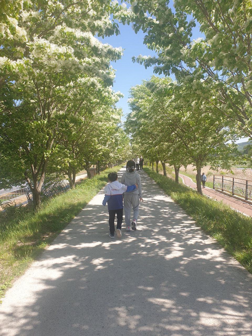 이팝나무 이미지