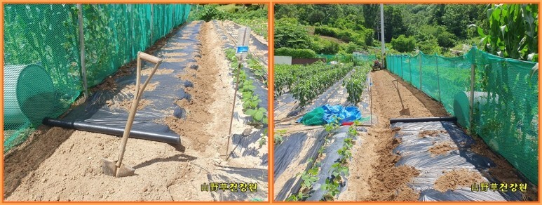 들깨랑팥이랑 이미지