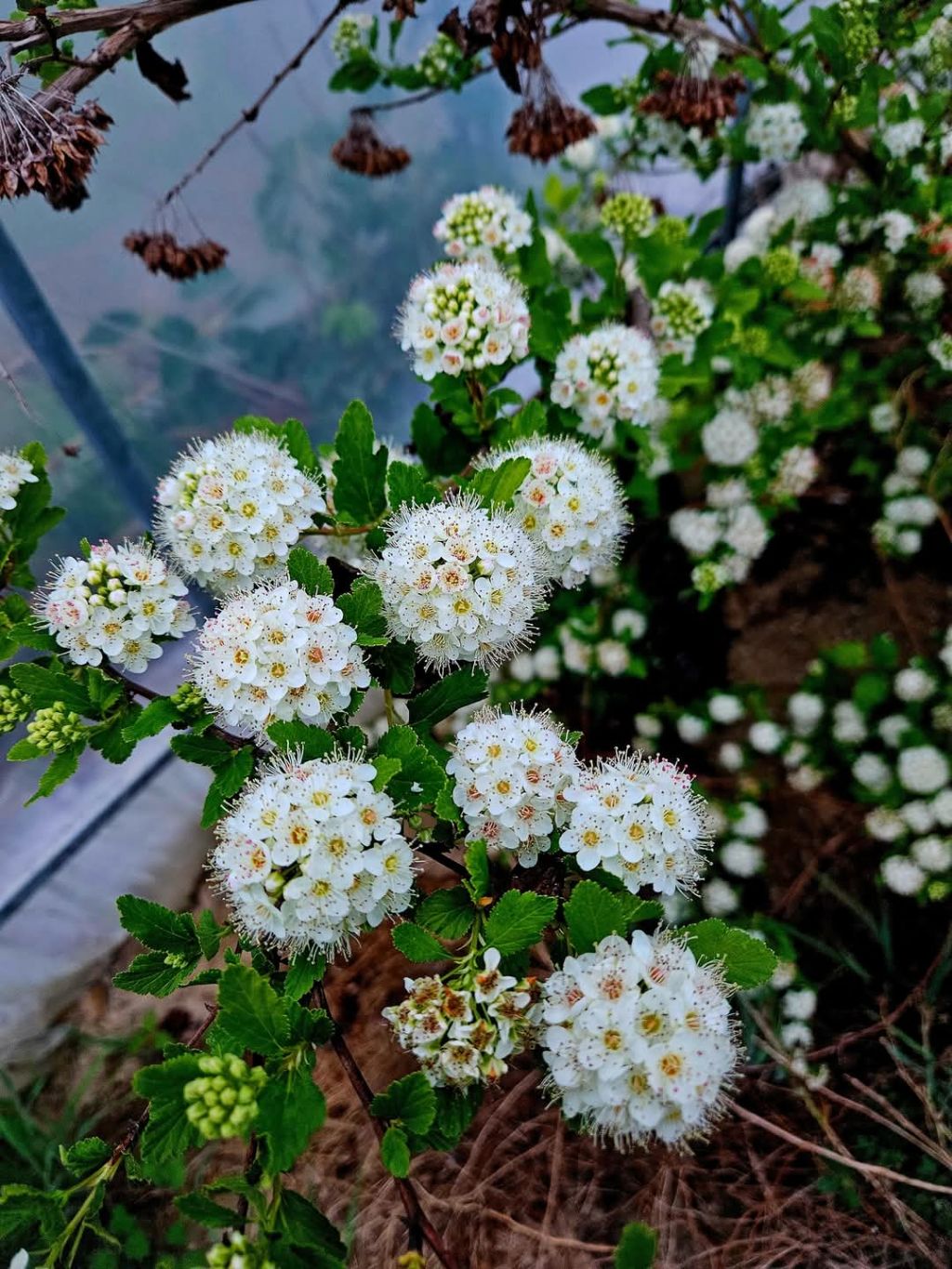 황금국수 이미지
