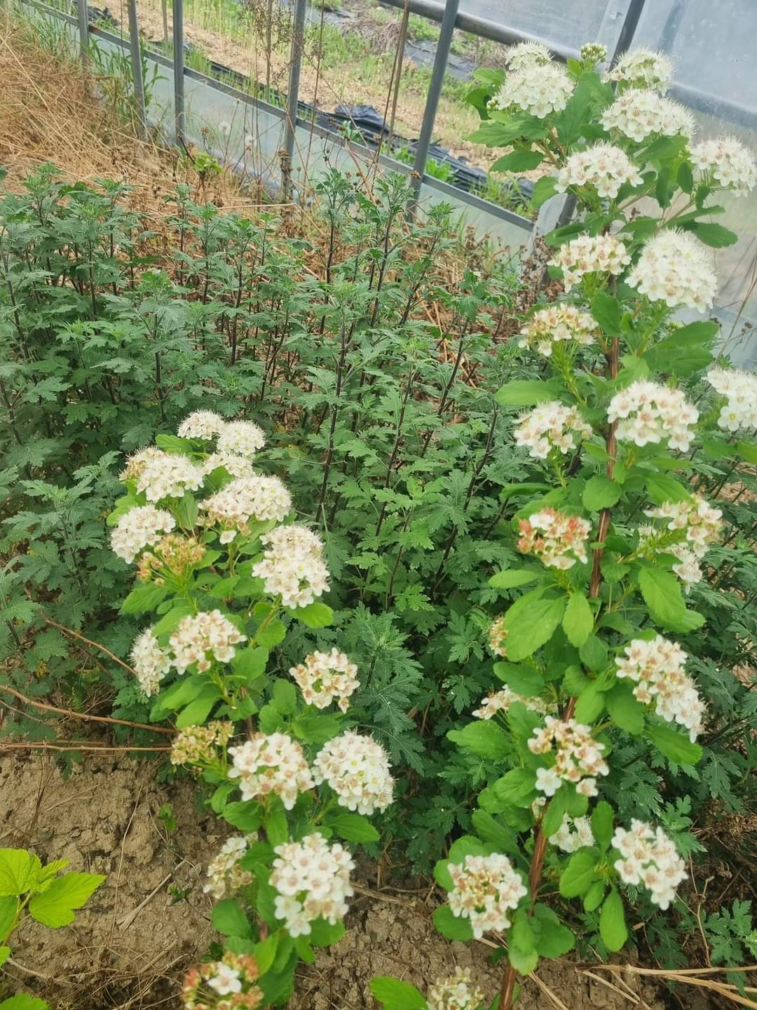 황금국수 이미지