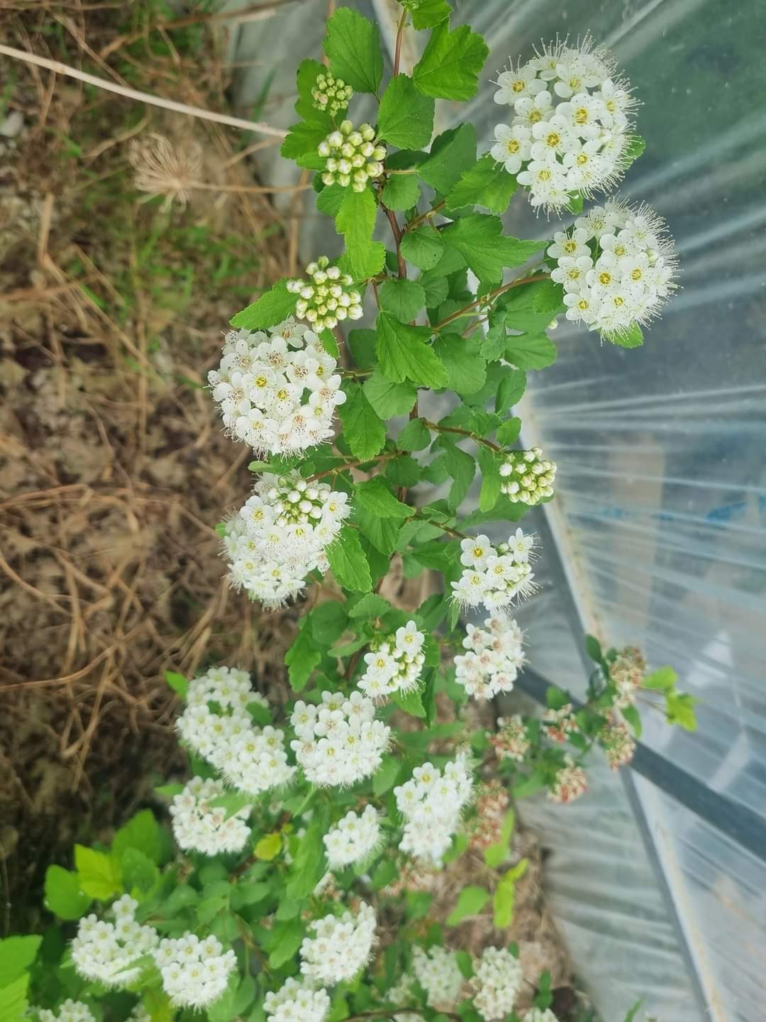 황금국수 이미지