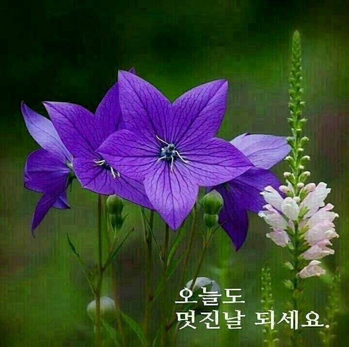 행운 이미지
