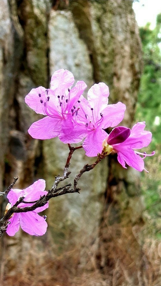 삼형제민박 이미지