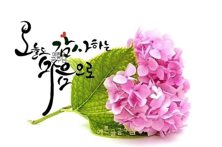 고삼 이미지