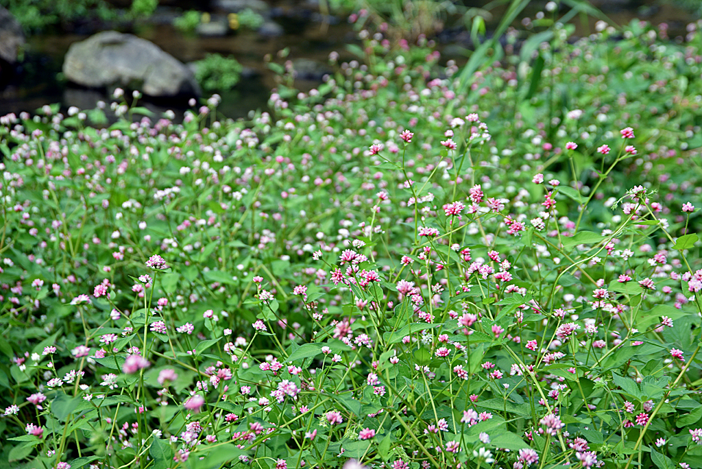 고마리(주) 이미지