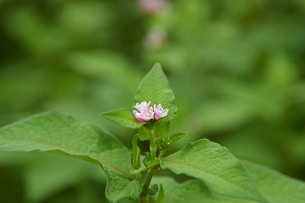 고마리(주) 이미지