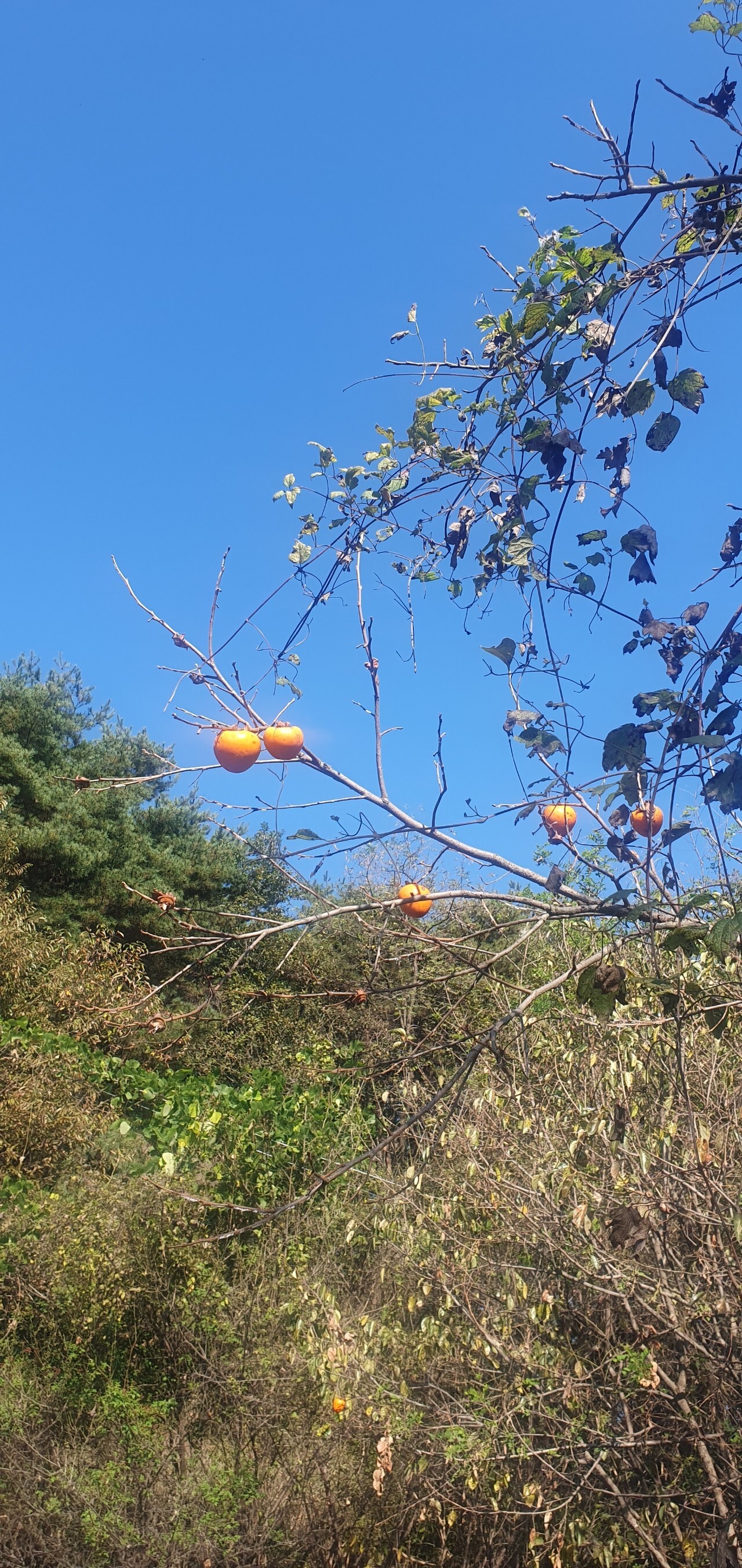 지리산 산골농원 이미지