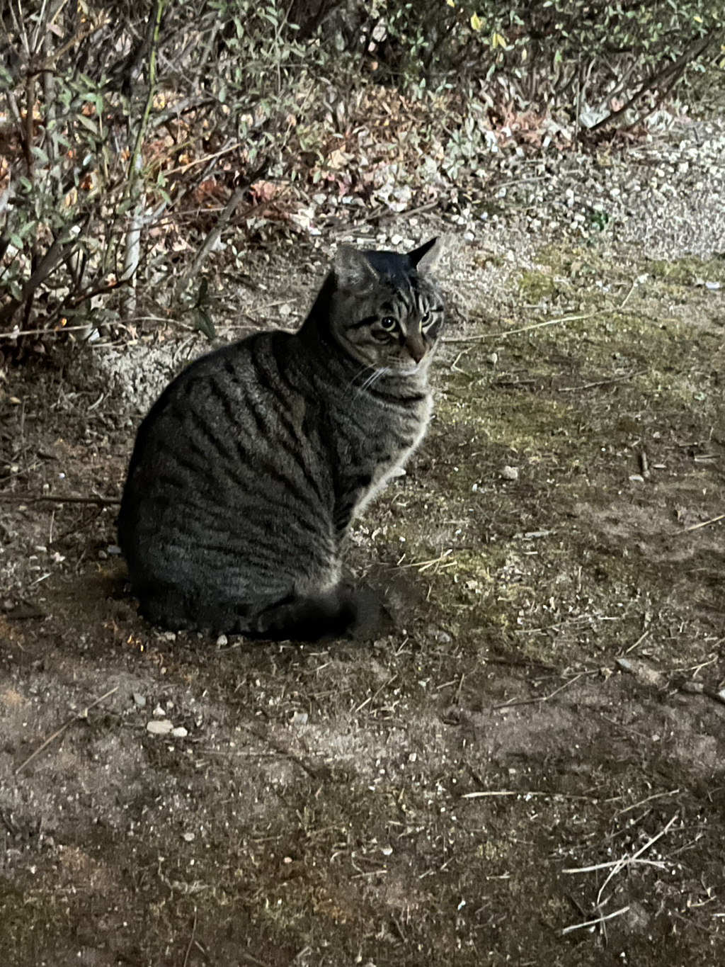 모르는... 어머님이랑... 처음 보는... 고양이 얘기 하고왔어 ㅋㅋㅋㅋㅋ | 인스티즈