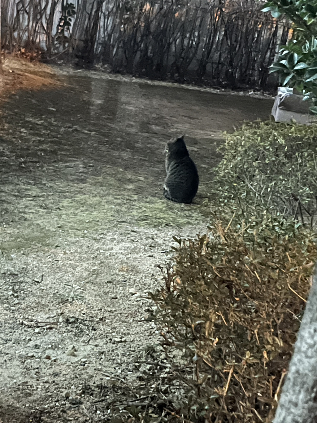 모르는... 어머님이랑... 처음 보는... 고양이 얘기 하고왔어 ㅋㅋㅋㅋㅋ | 인스티즈