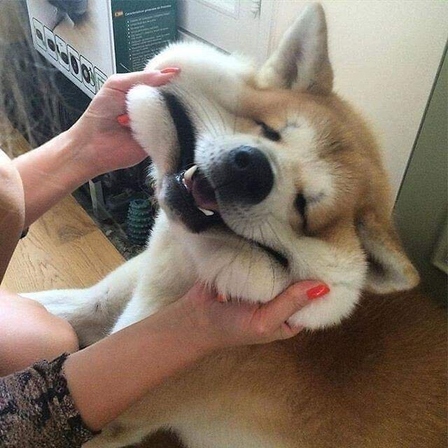 금고양이 이미지