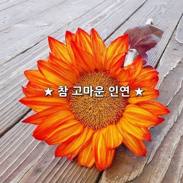 인연 이미지
