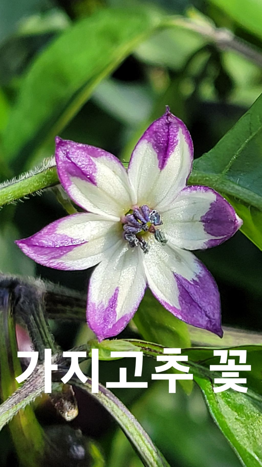한담 이미지