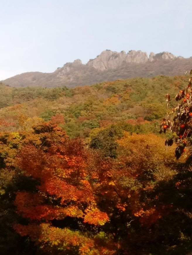 단풍 이미지