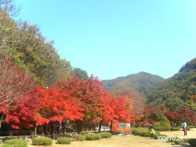 단풍 이미지
