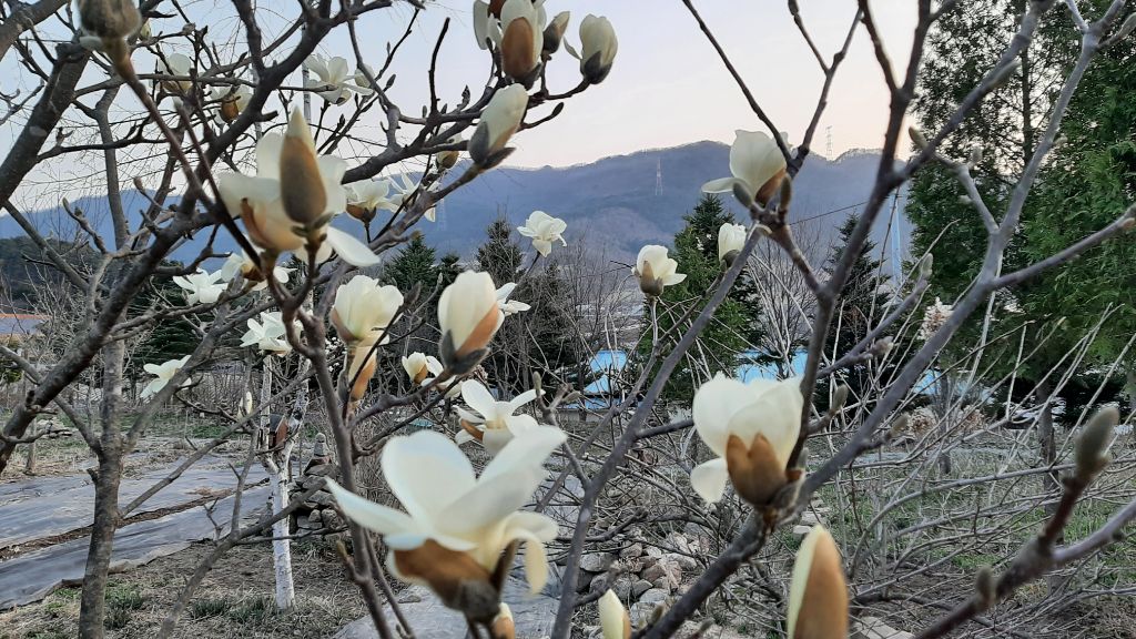 꽃피는뜰 이미지