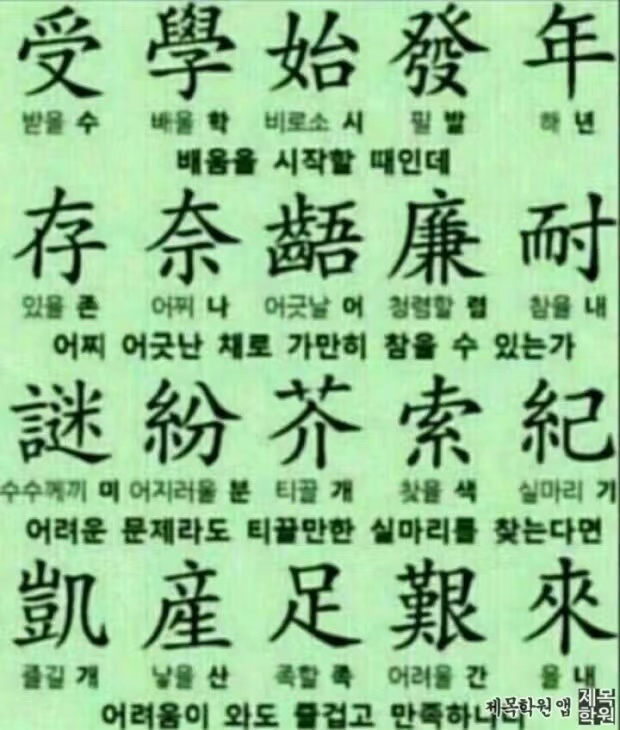 다오리 이미지