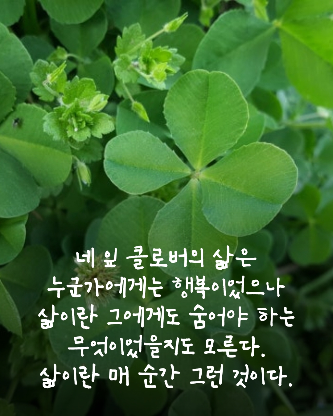 좋은가비어 이미지