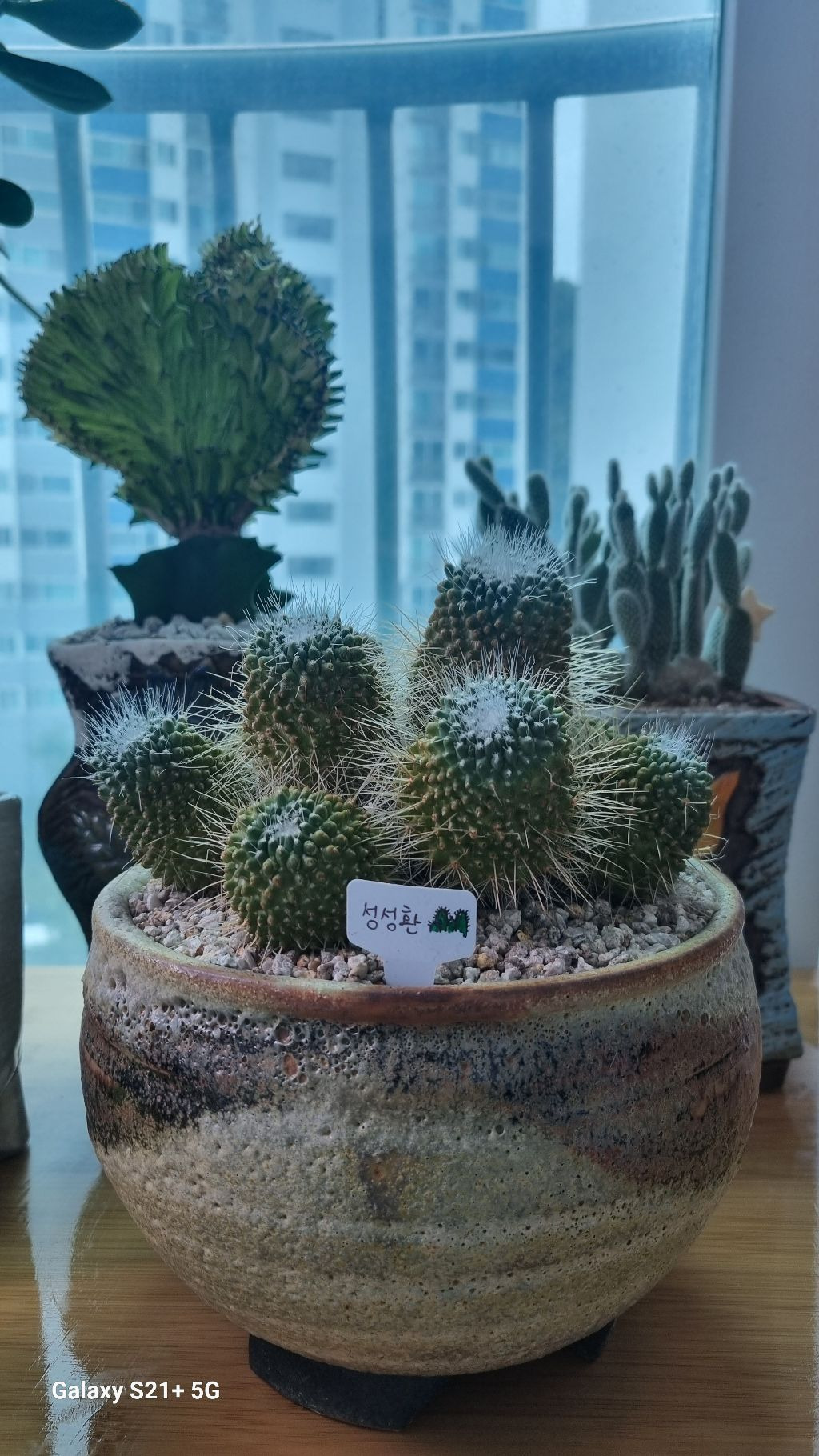 오케이선인장 이미지