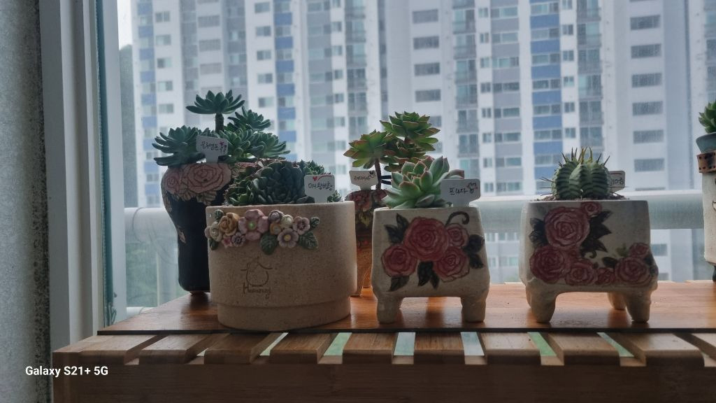 오케이선인장 이미지
