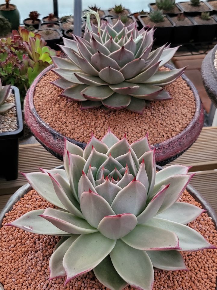 다육이야기 이미지