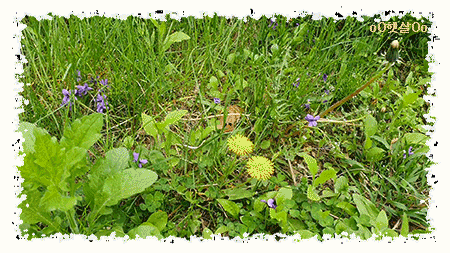 상록수(Evergreen) 이미지