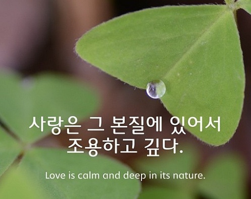 민들레국수 이미지