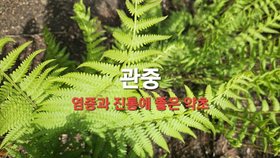 우리산약초 이미지