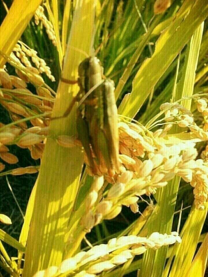 폰사자 이미지