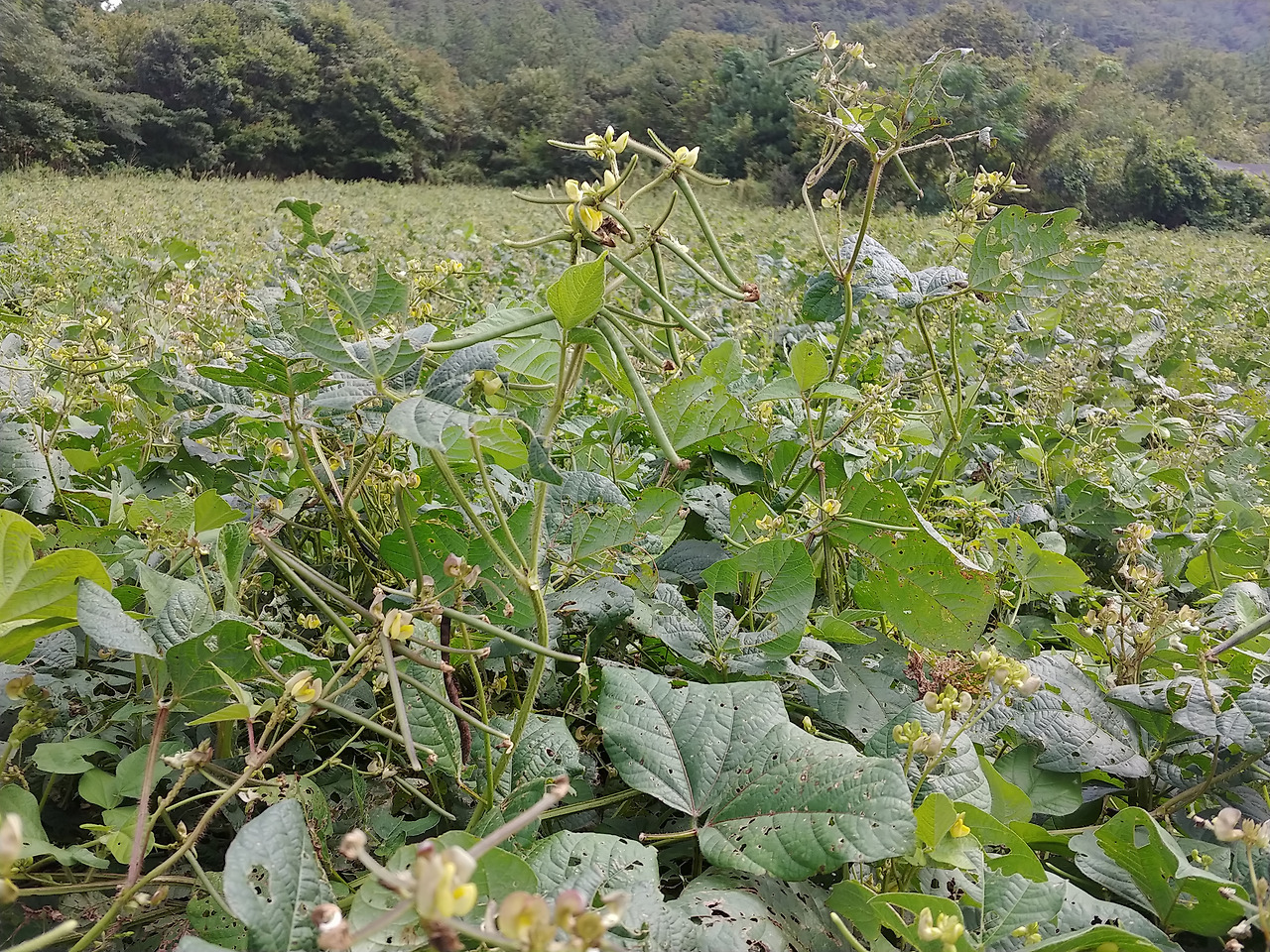 녹두빵 이미지