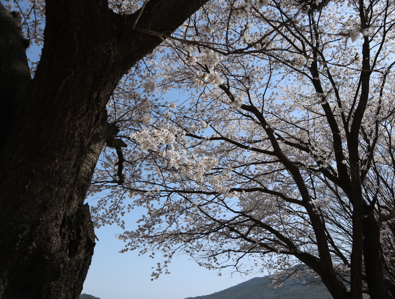 벚꽃식당 이미지