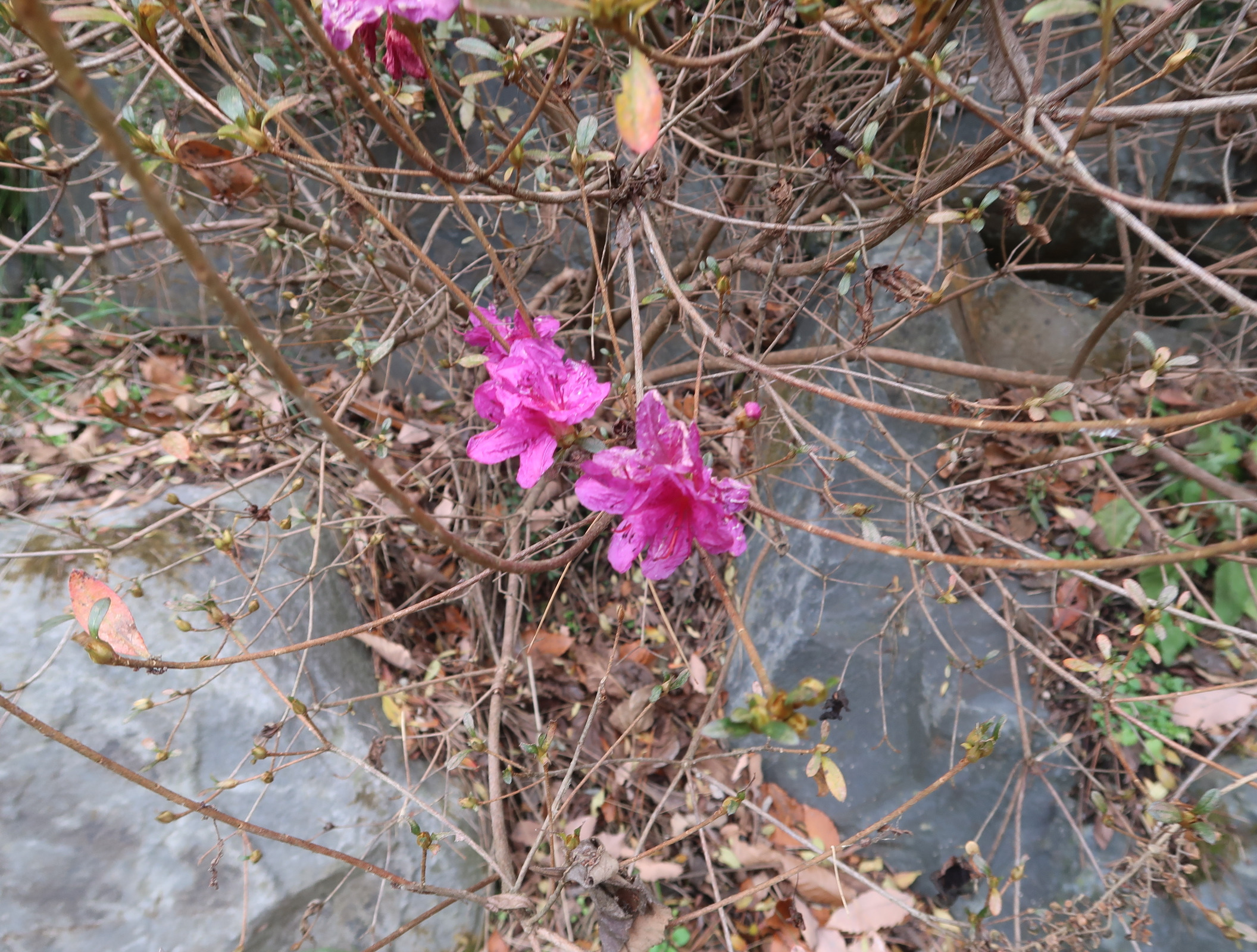 화락산 이미지