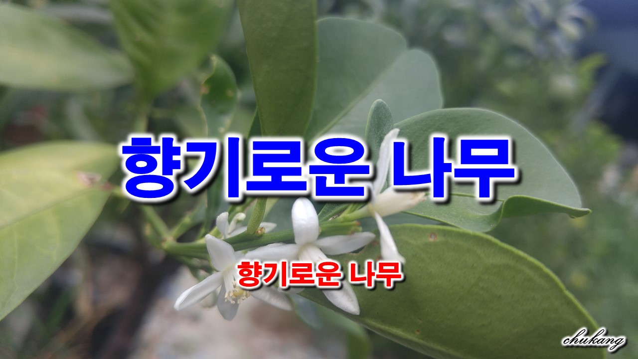 향기로운나무 이미지