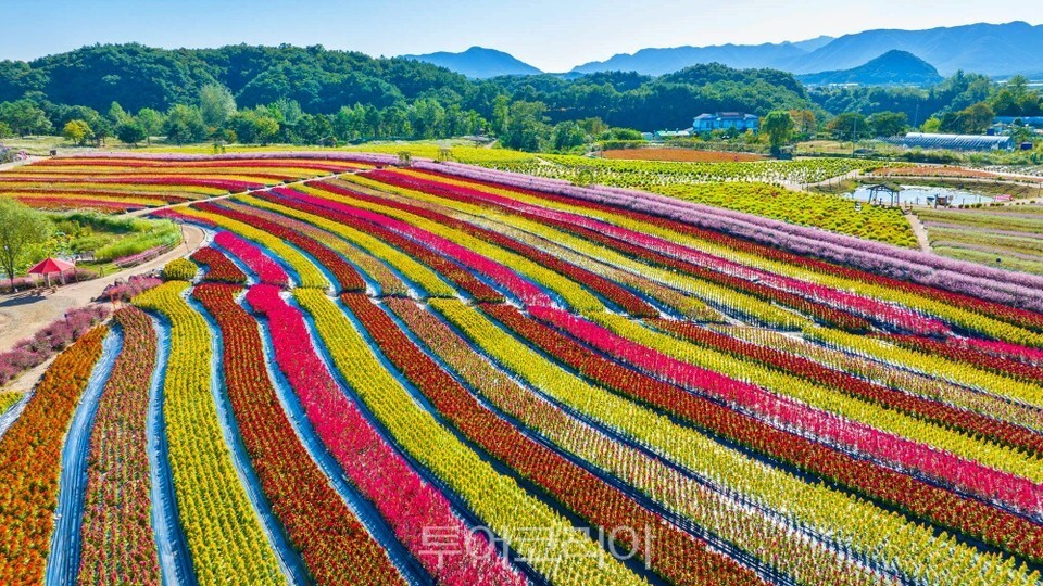 정식꽃밭 이미지