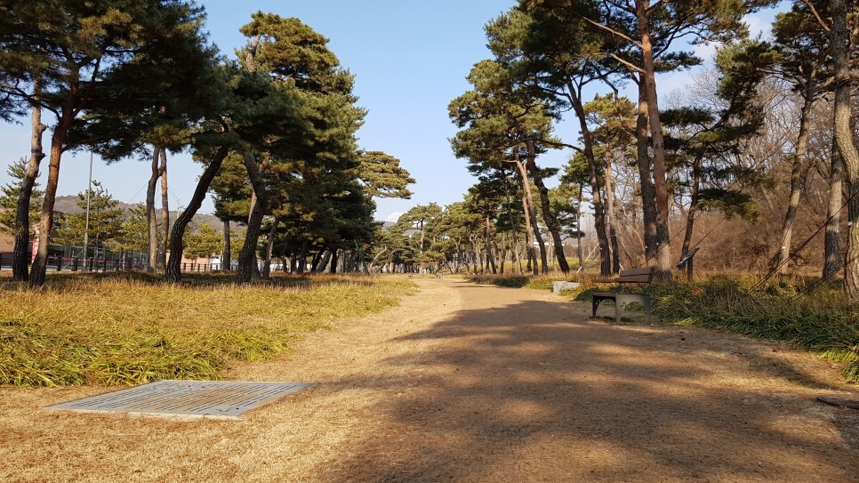 소나무숲 이미지