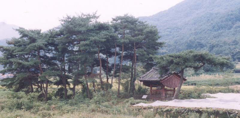 소나무숲 이미지