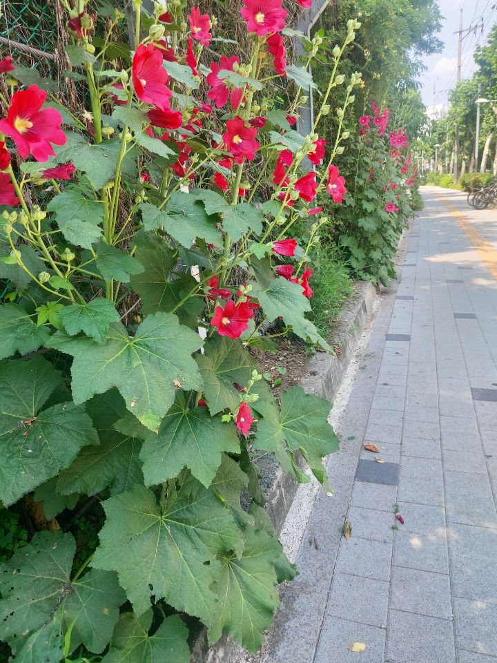 늘꽃길 이미지