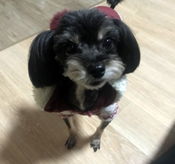 까망이네 이미지