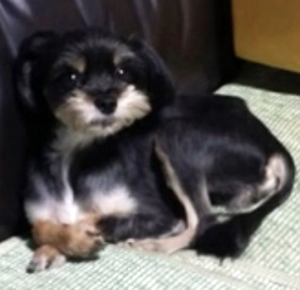 까망이네 이미지