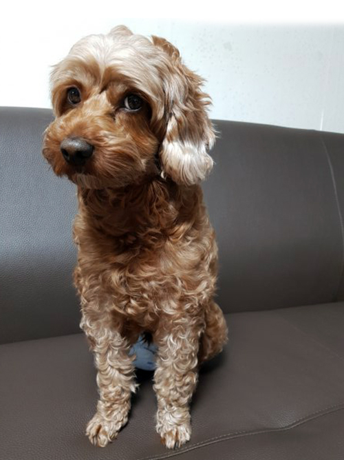 라떼샵 이미지