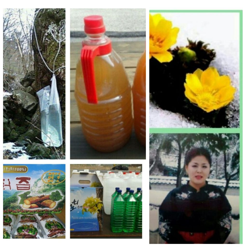 대둔산 고로쇠수액 - 대둔산 고로쇠 직접 채취 - 대둔산 천등가든민박 대둔산 고로쇠수액